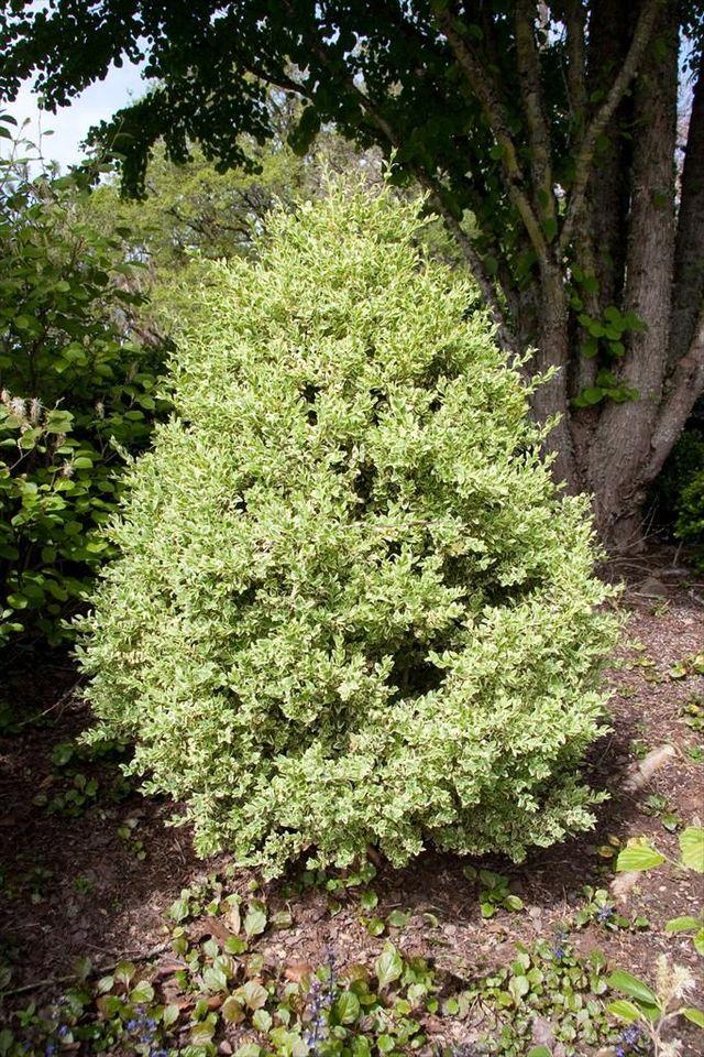 B5d Buxus Variegata Bush - View 17 from www redcrocus com