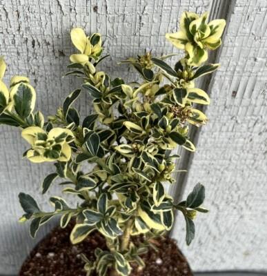 B5d Buxus Variegata Bush - View 18 from www redcrocus com