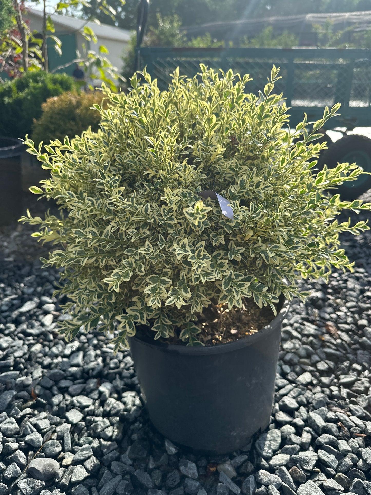 B5d Buxus Variegata Bush - View 26 from www redcrocus com