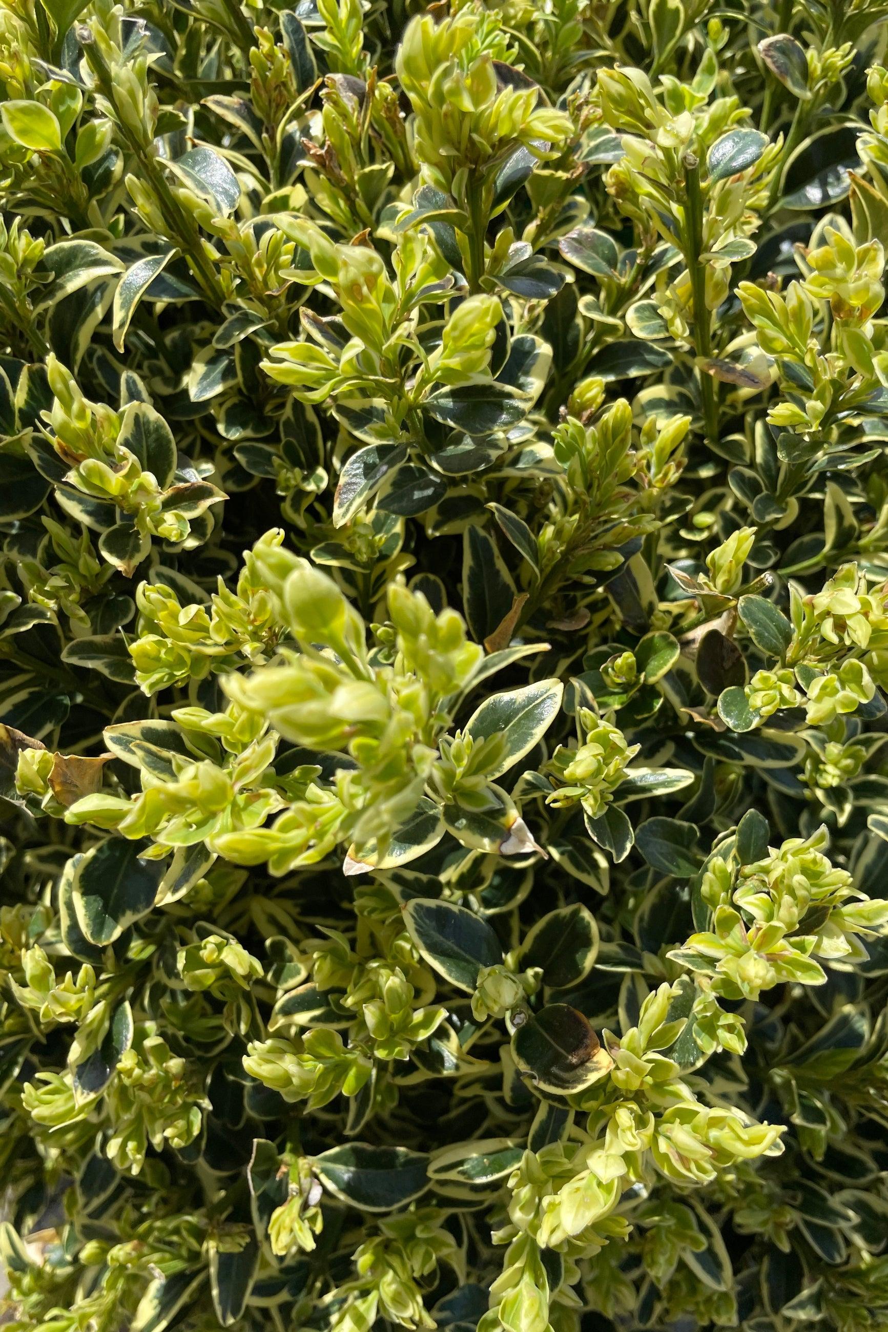 B5d Buxus Variegata Bush - View 29 from www redcrocus com