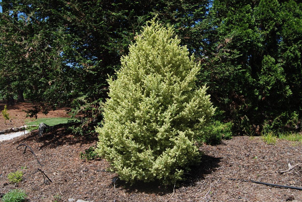 B5d Buxus Variegata Bush - View 30 from www redcrocus com