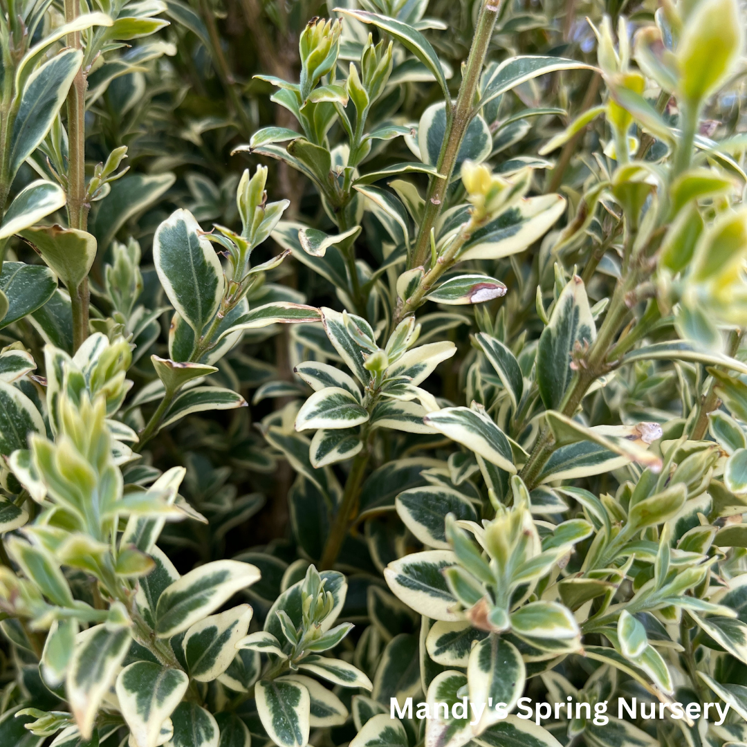 B5d Buxus Variegata Bush - View 32 from www redcrocus com