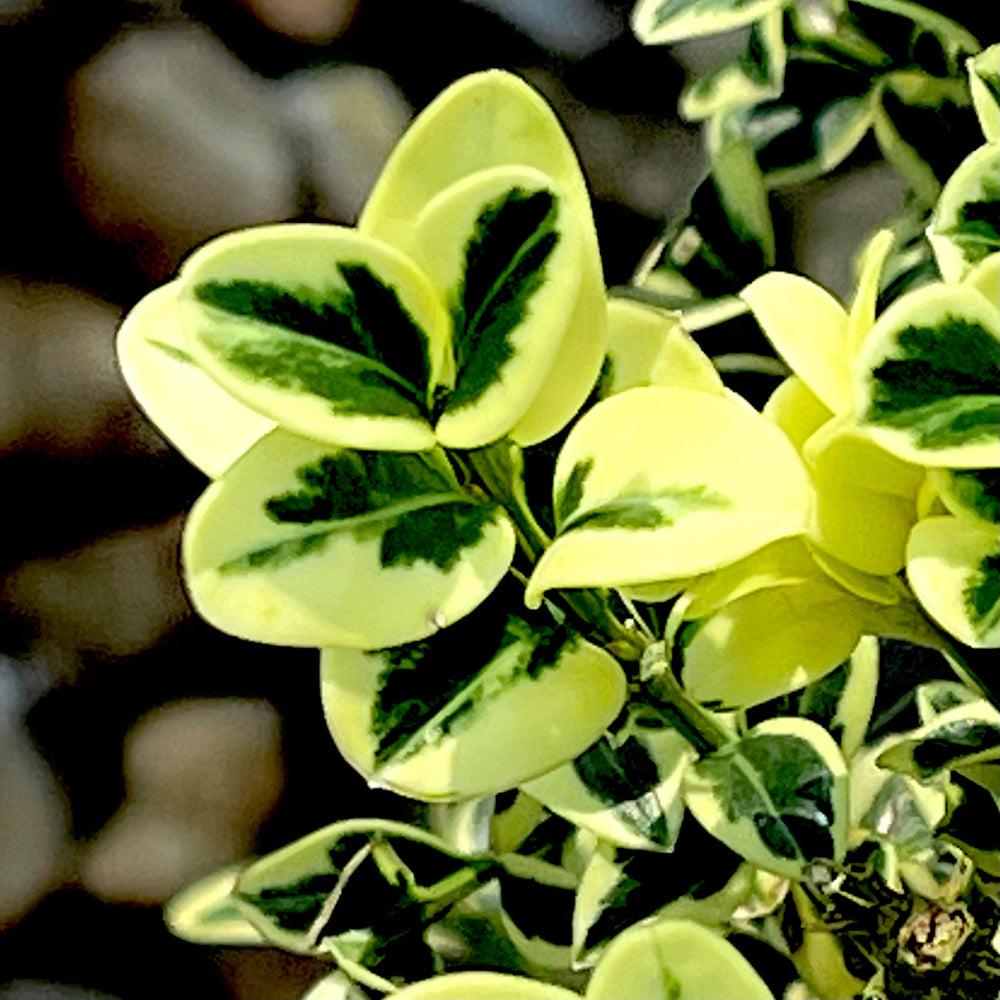 B5d Buxus Variegata Bush - View 33 from www redcrocus com