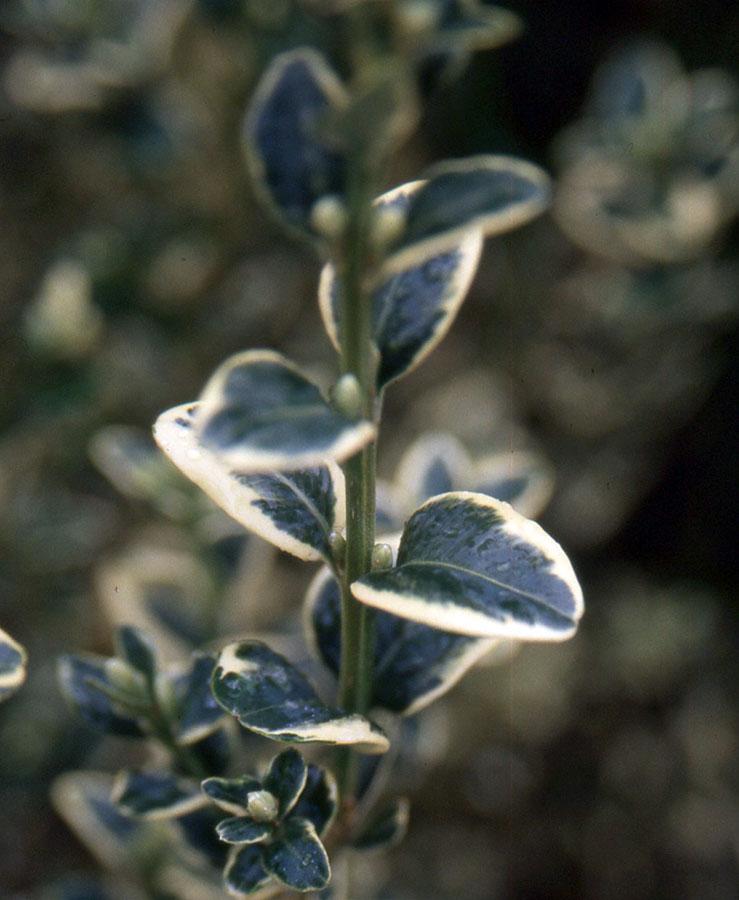 B5d Buxus Variegata Bush - View 36 from www redcrocus com