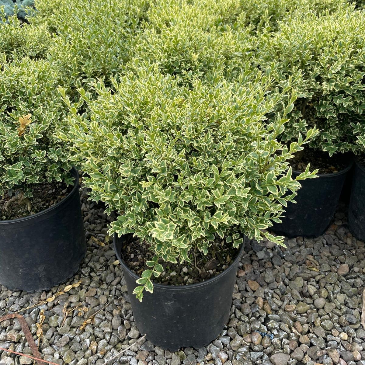 B5d Buxus Variegata Bush - View 38 from www redcrocus com