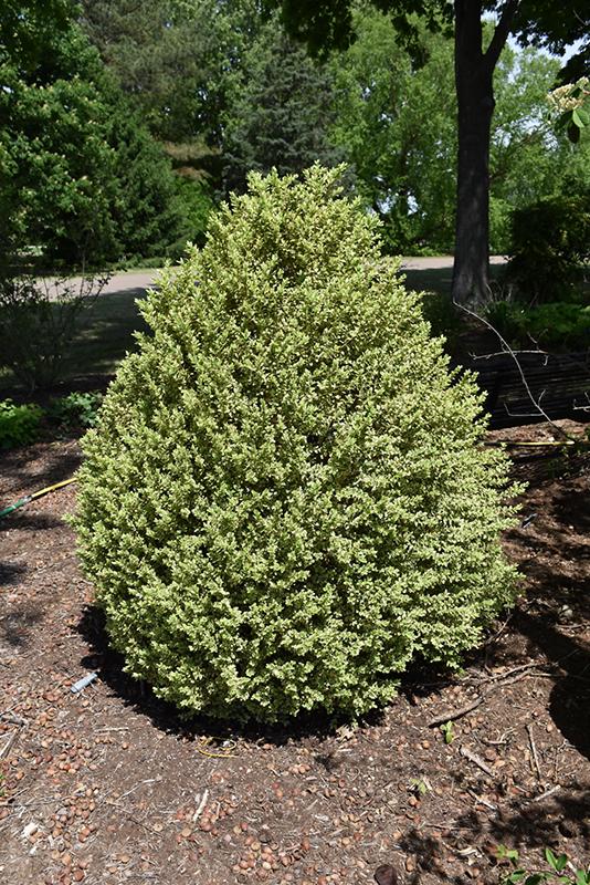 B5d Buxus Variegata Bush - View 3 from www redcrocus com