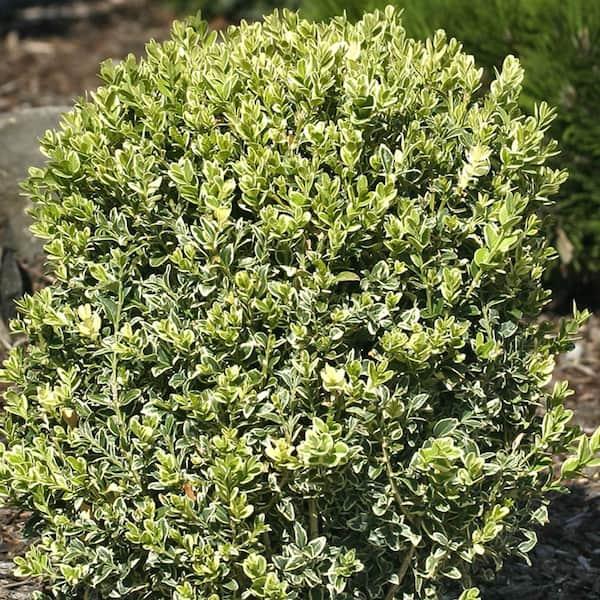 B5d Buxus Variegata Bush - View 7 from www redcrocus com