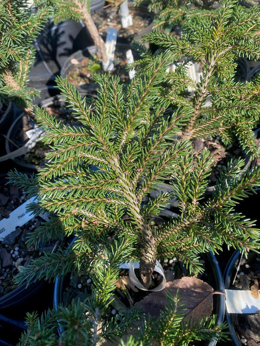 E7d Picea Orientalis 'bergmans Gem' Topiary Standard Topiary - View 10 from www redcrocus com