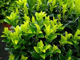 RedCrocus Boxleaf Euonymus (Euonymus microphyllus) Live Evergreen Shrub for Hedges, Edging, Topiary & Bonsai – Glossy Foliage, Low-Maintenance, Landscape or Container  2 Gallon Nursery Pot