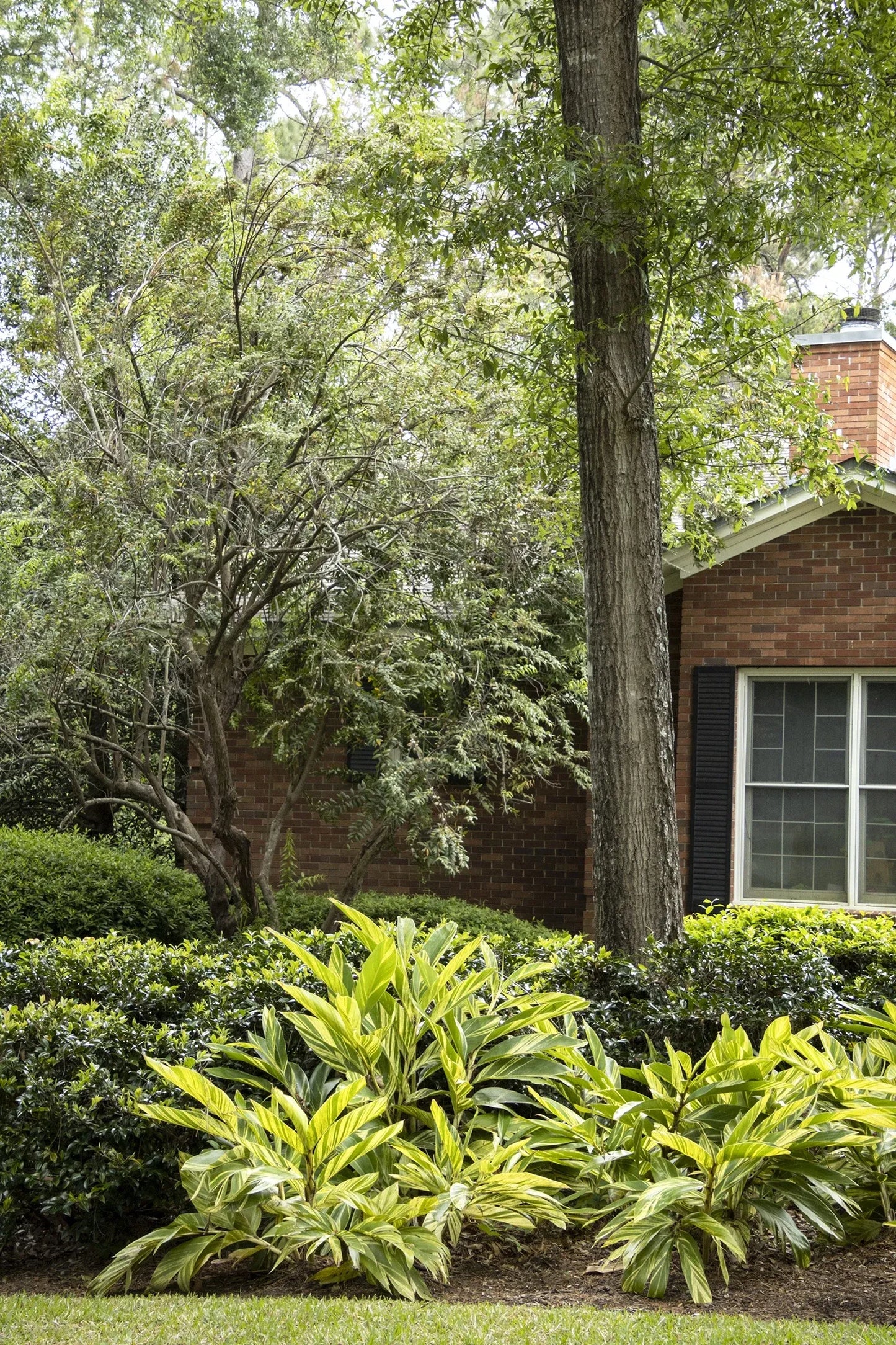 F91 Ginger Variegated - View 10 from www redcrocus com