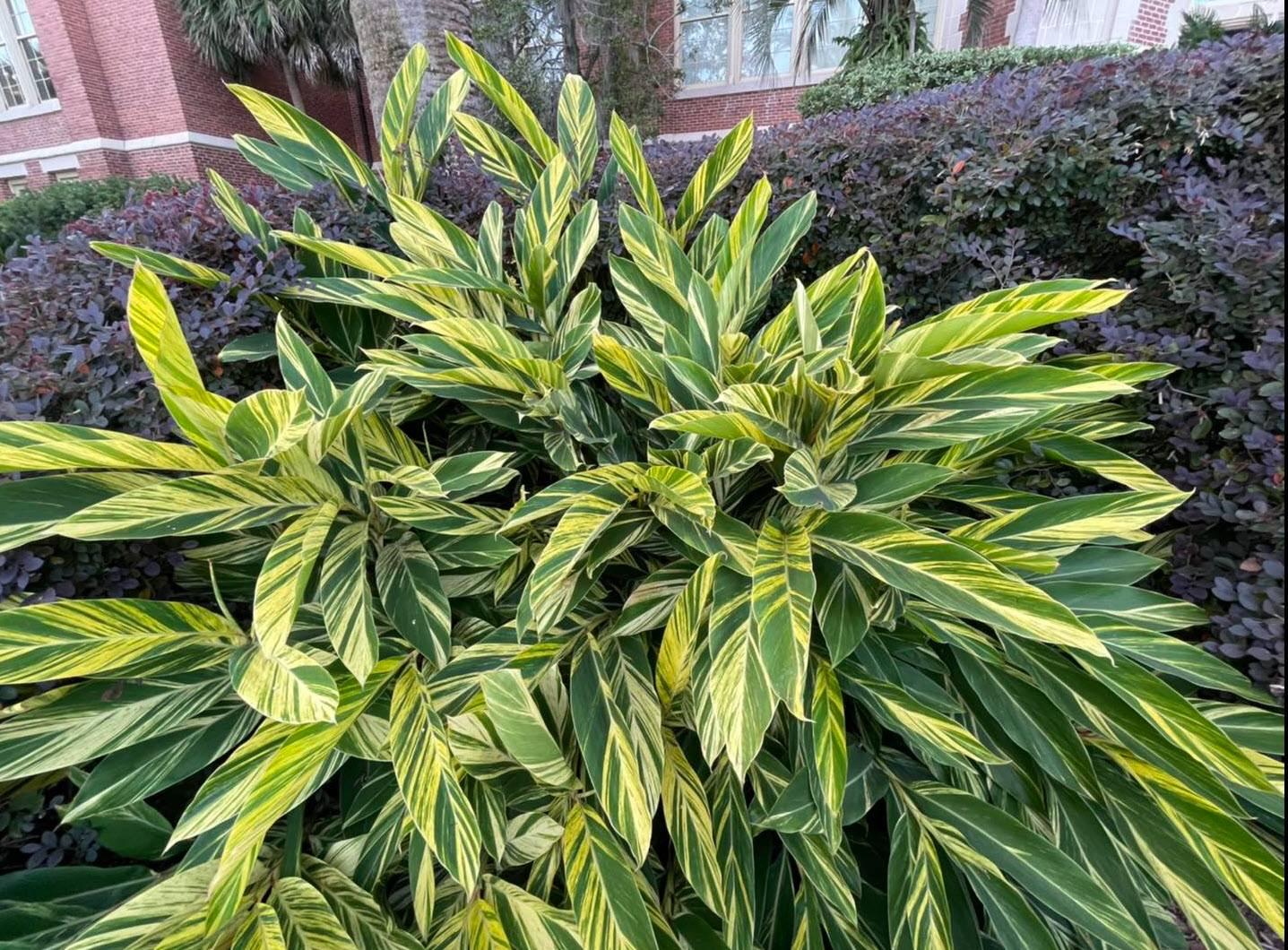 F91 Ginger Variegated - View 11 from www redcrocus com