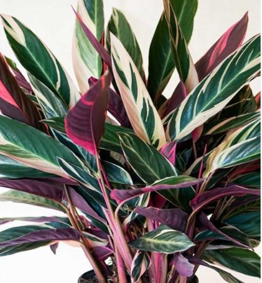 F91 Ginger Variegated - View 13 from www redcrocus com