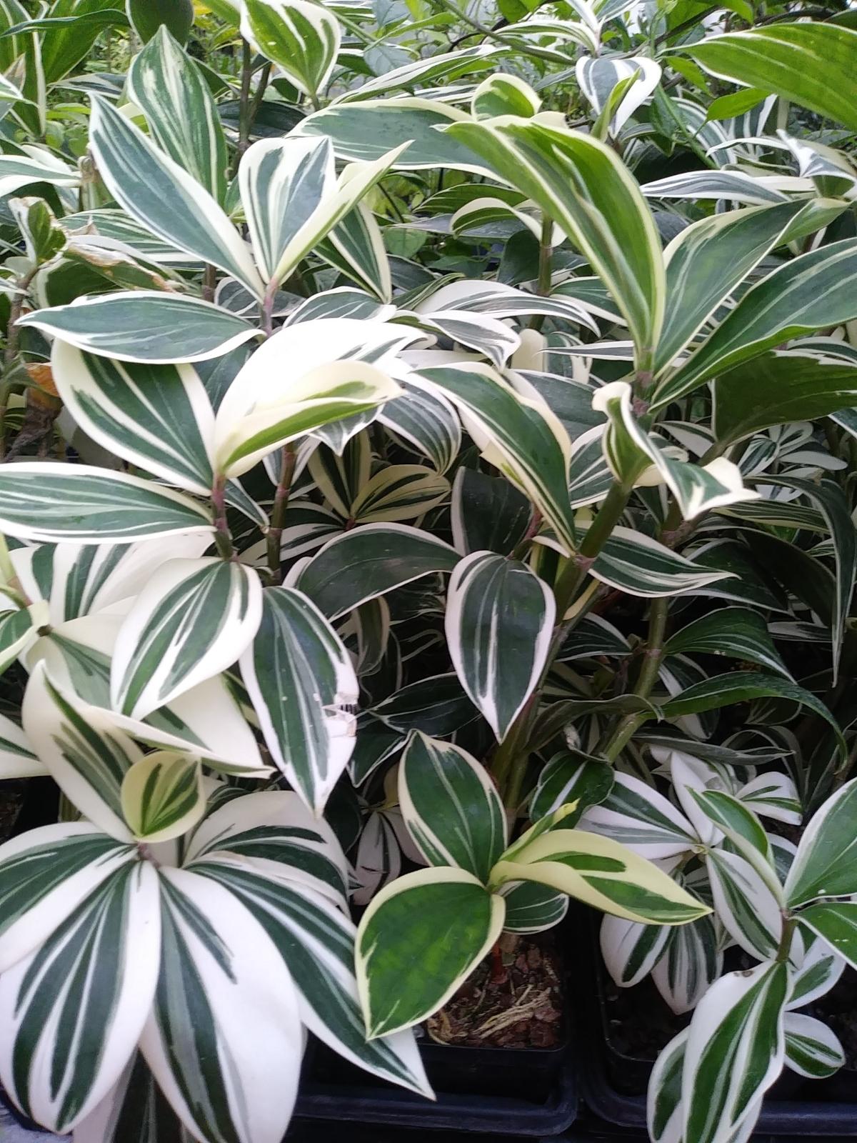 F91 Ginger Variegated - View 18 from www redcrocus com