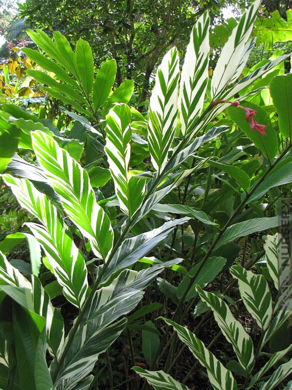 F91 Ginger Variegated - View 20 from www redcrocus com