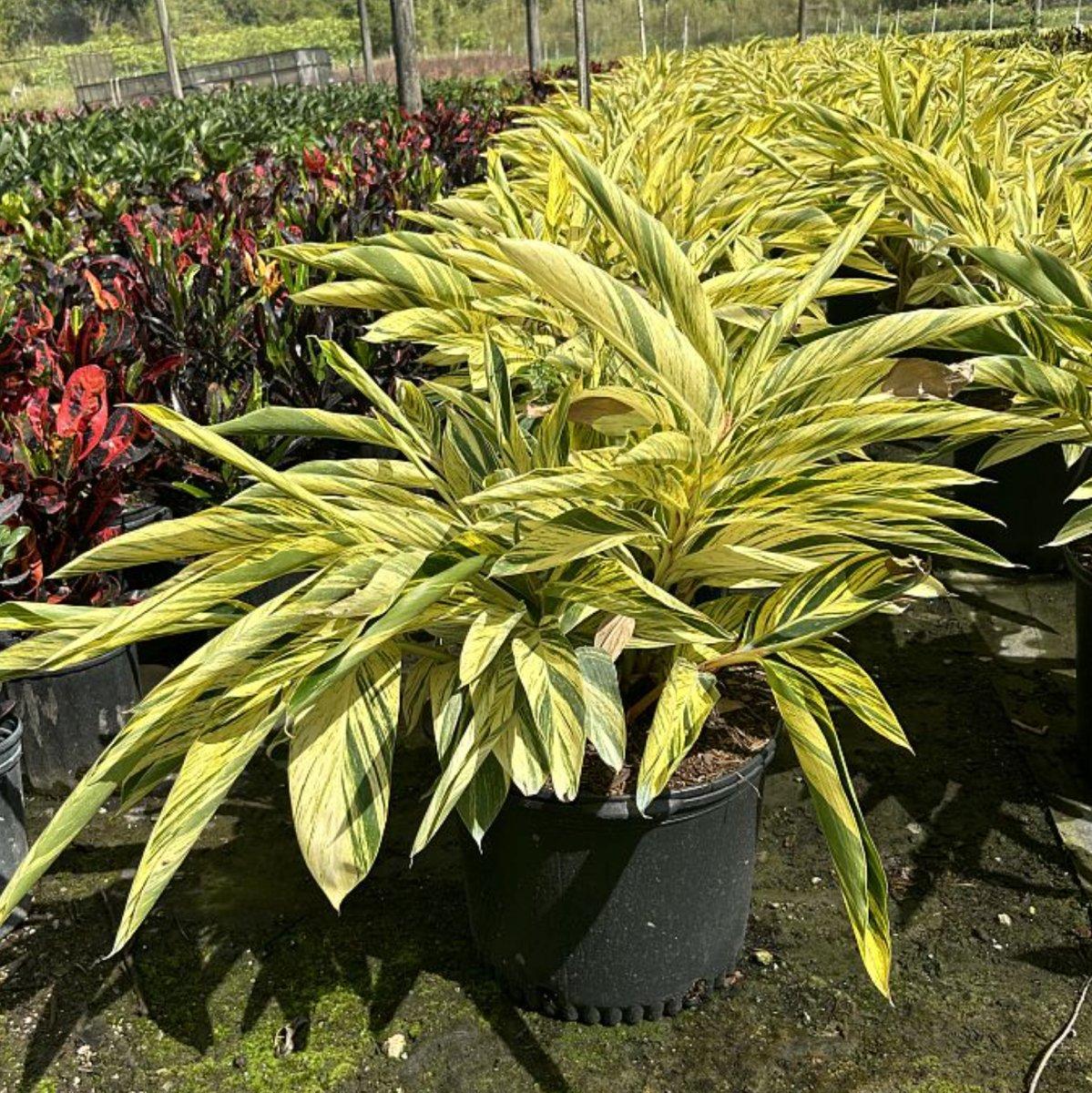 F91 Ginger Variegated - View 22 from www redcrocus com
