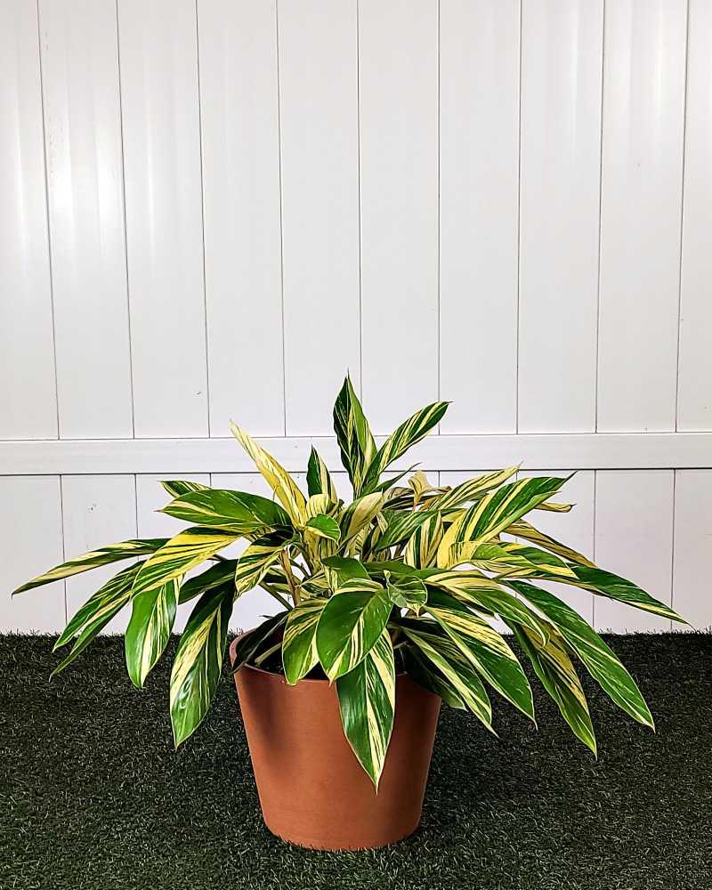 F91 Ginger Variegated - View 25 from www redcrocus com