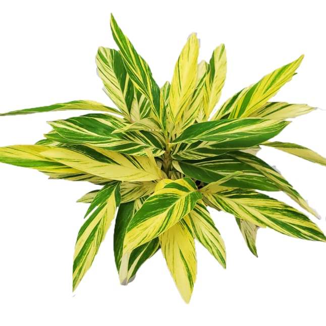 F91 Ginger Variegated - View 28 from www redcrocus com