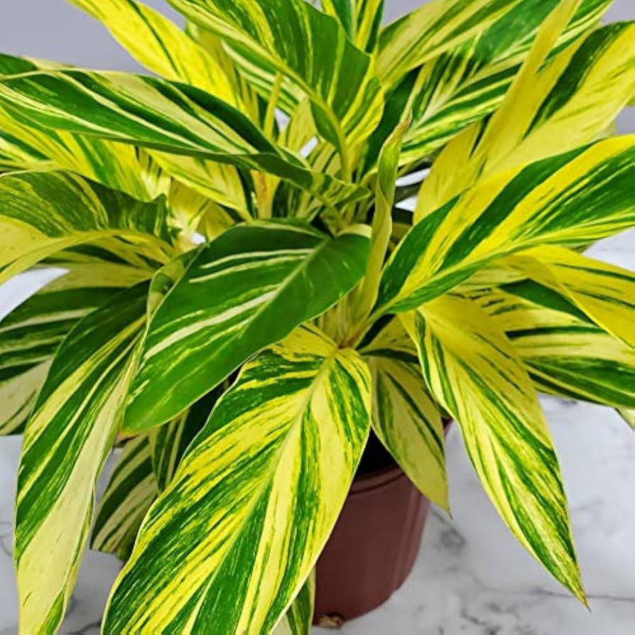 F91 Ginger Variegated - View 32 from www redcrocus com