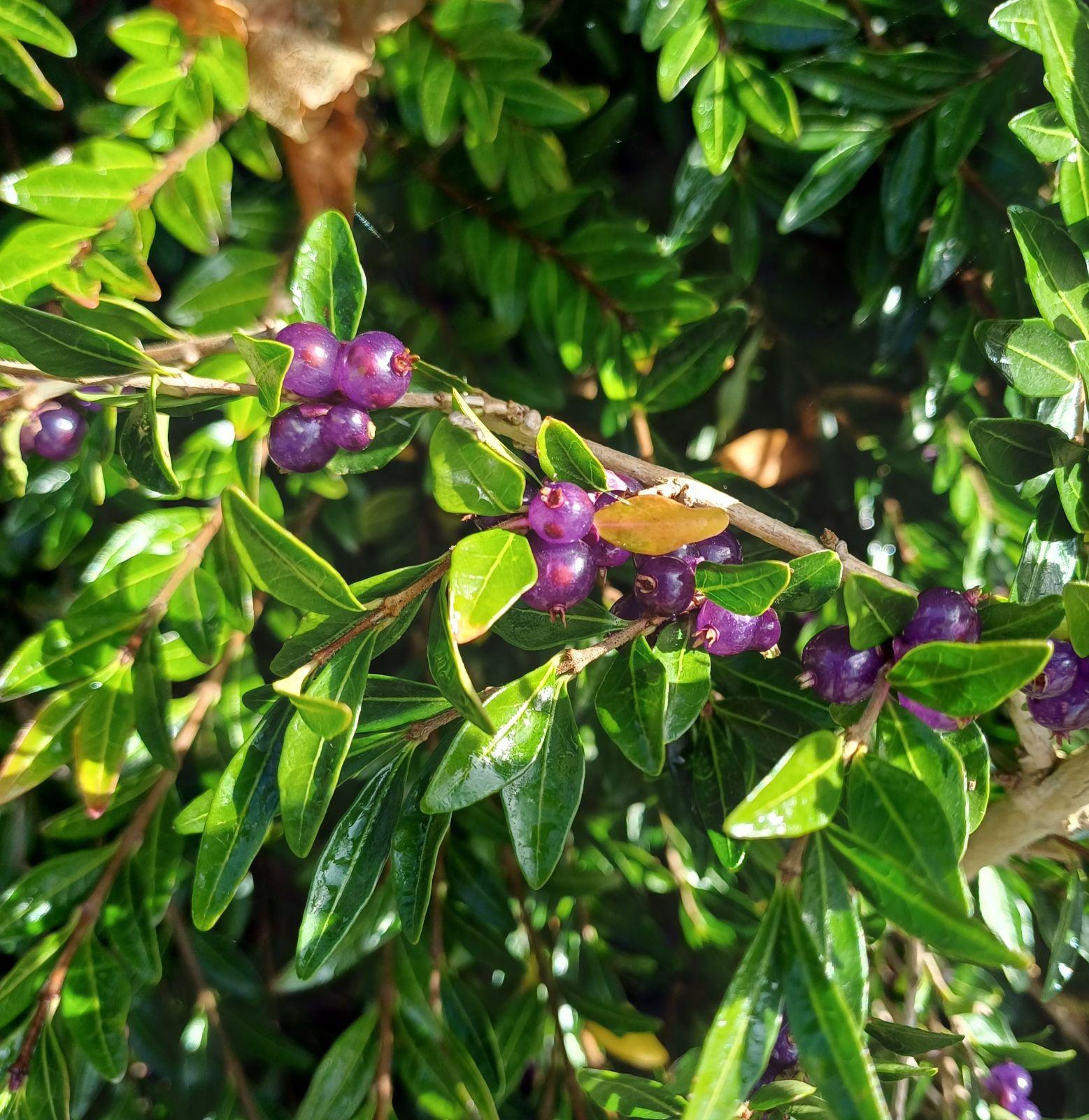 F98 Lonicera Nitida Purple Berries - View 11 from www redcrocus com