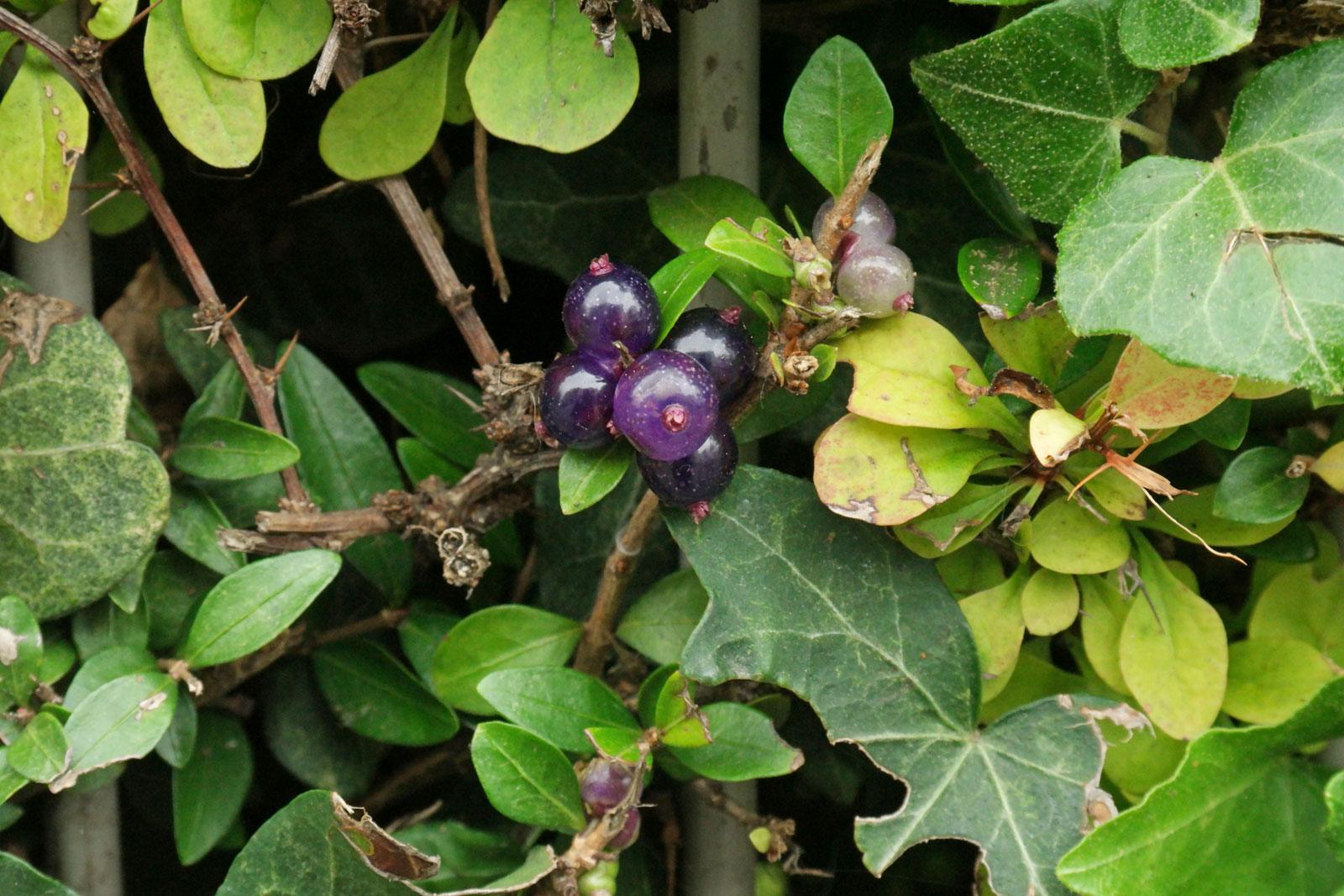 F98 Lonicera Nitida Purple Berries - View 12 from www redcrocus com