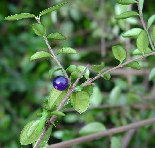 F98 Lonicera Nitida Purple Berries - View 14 from www redcrocus com