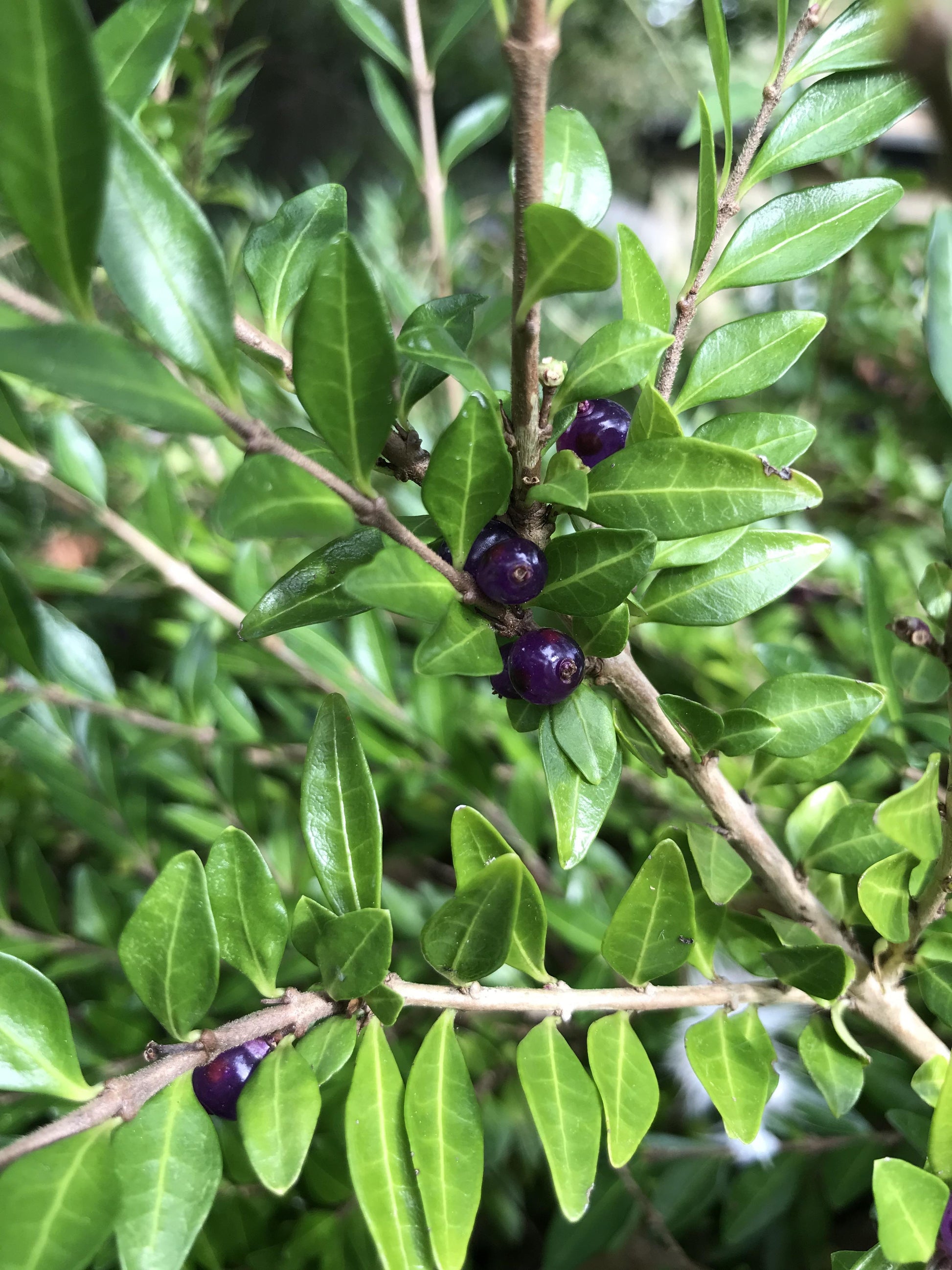 F98 Lonicera Nitida Purple Berries - View 15 from www redcrocus com