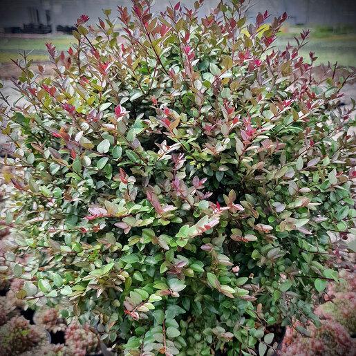 F98 Lonicera Nitida Purple Berries - View 16 from www redcrocus com