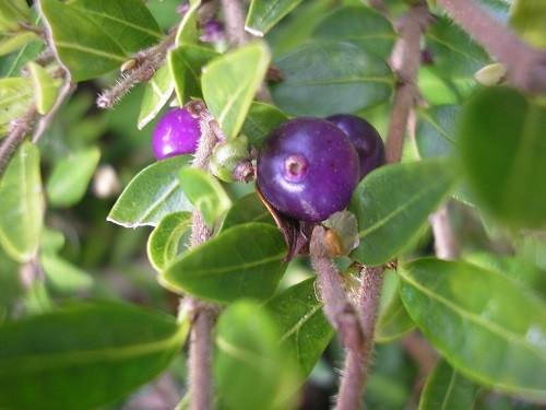 F98 Lonicera Nitida Purple Berries - View 17 from www redcrocus com