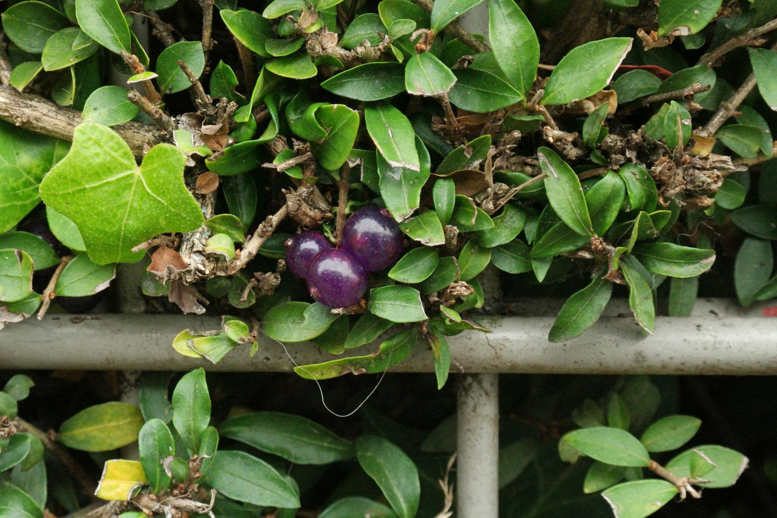 F98 Lonicera Nitida Purple Berries - View 19 from www redcrocus com