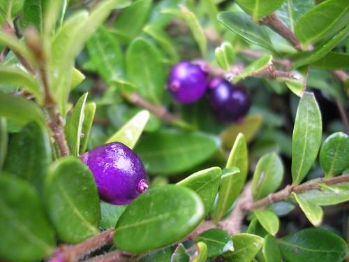 F98 Lonicera Nitida Purple Berries - View 1 from www redcrocus com