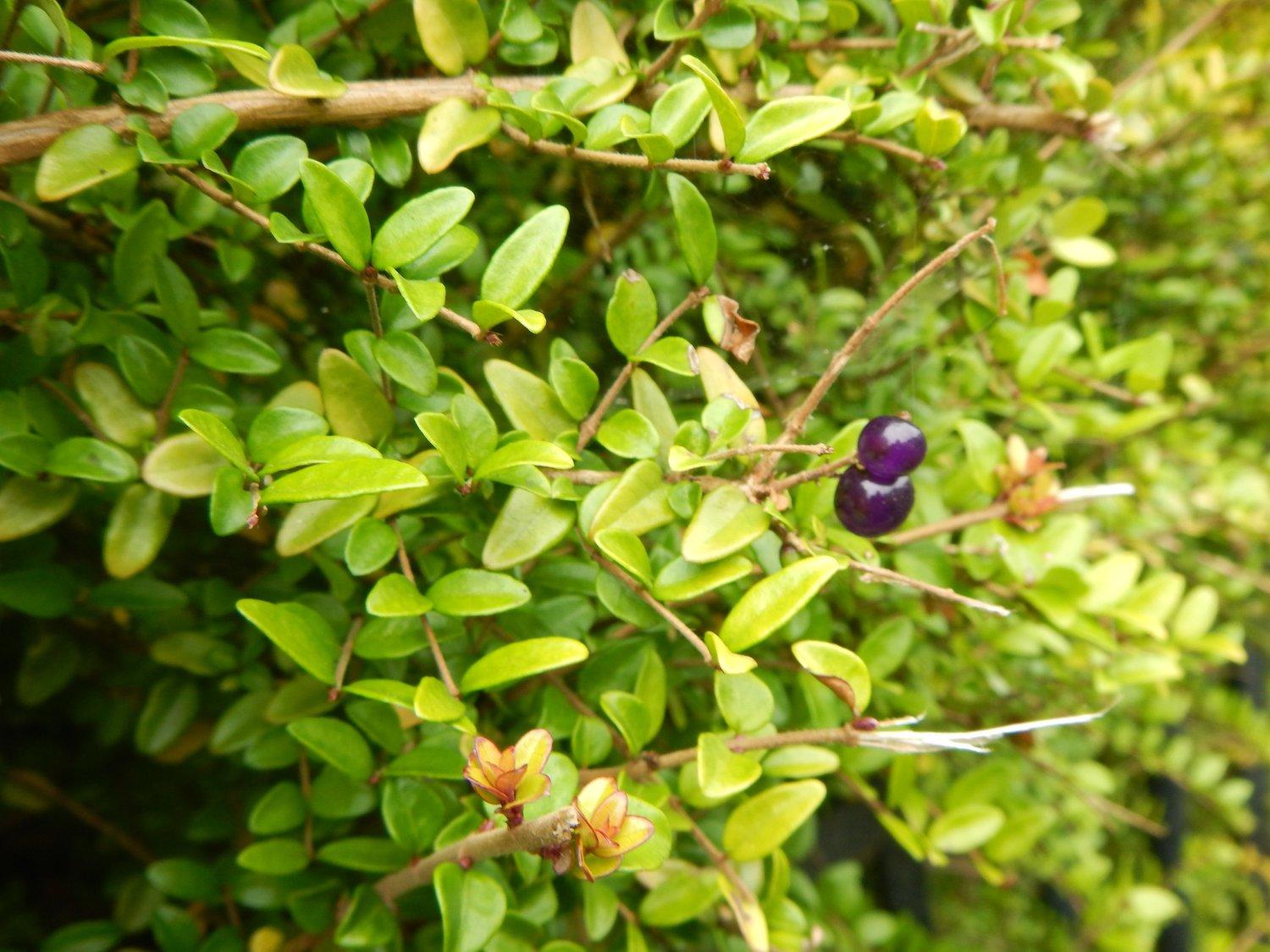 F98 Lonicera Nitida Purple Berries - View 20 from www redcrocus com