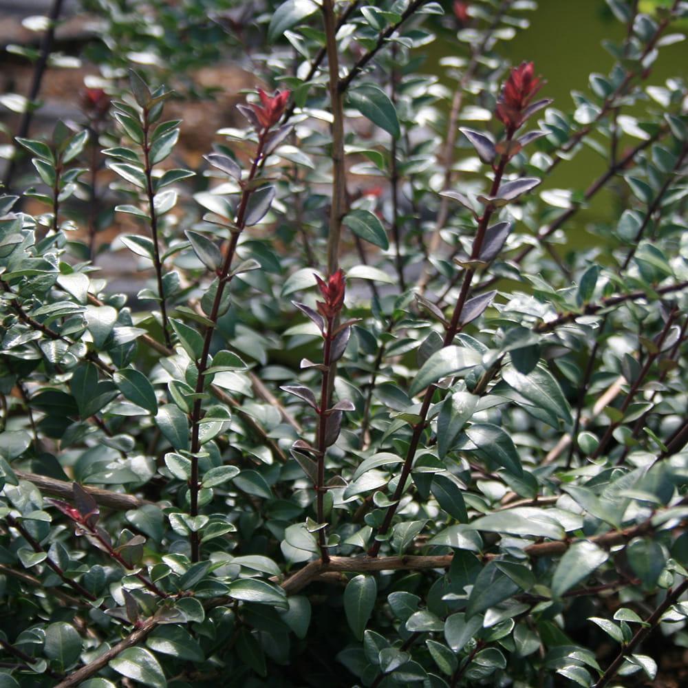 F98 Lonicera Nitida Purple Berries - View 21 from www redcrocus com