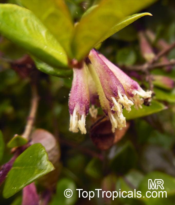 F98 Lonicera Nitida Purple Berries - View 22 from www redcrocus com