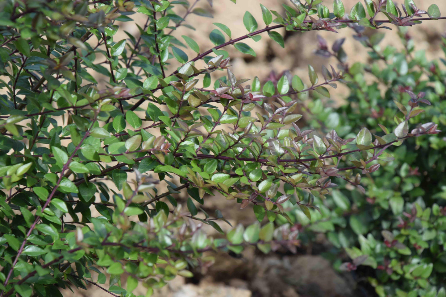 F98 Lonicera Nitida Purple Berries - View 24 from www redcrocus com