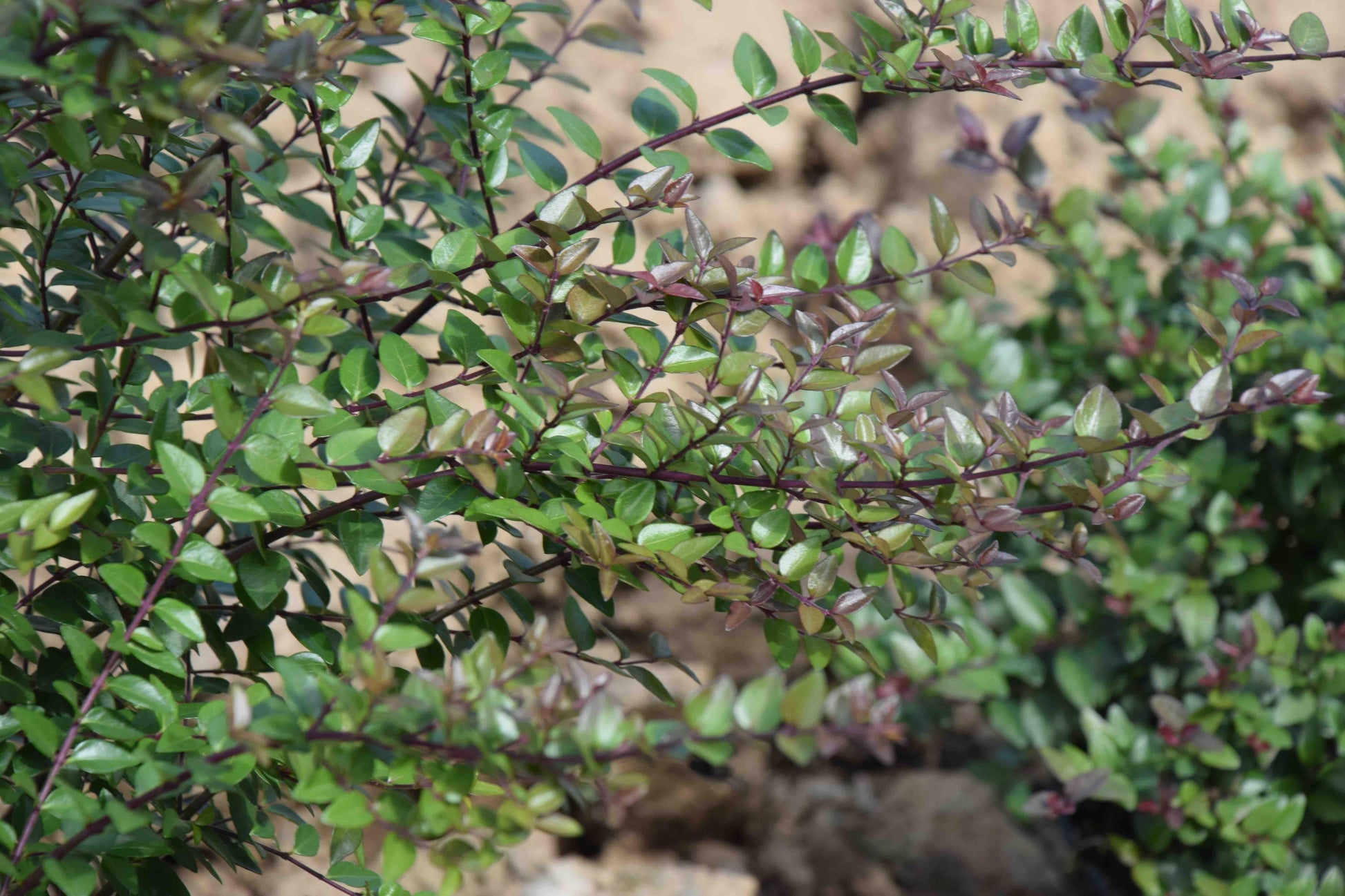 F98 Lonicera Nitida Purple Berries - View 24 from www redcrocus com