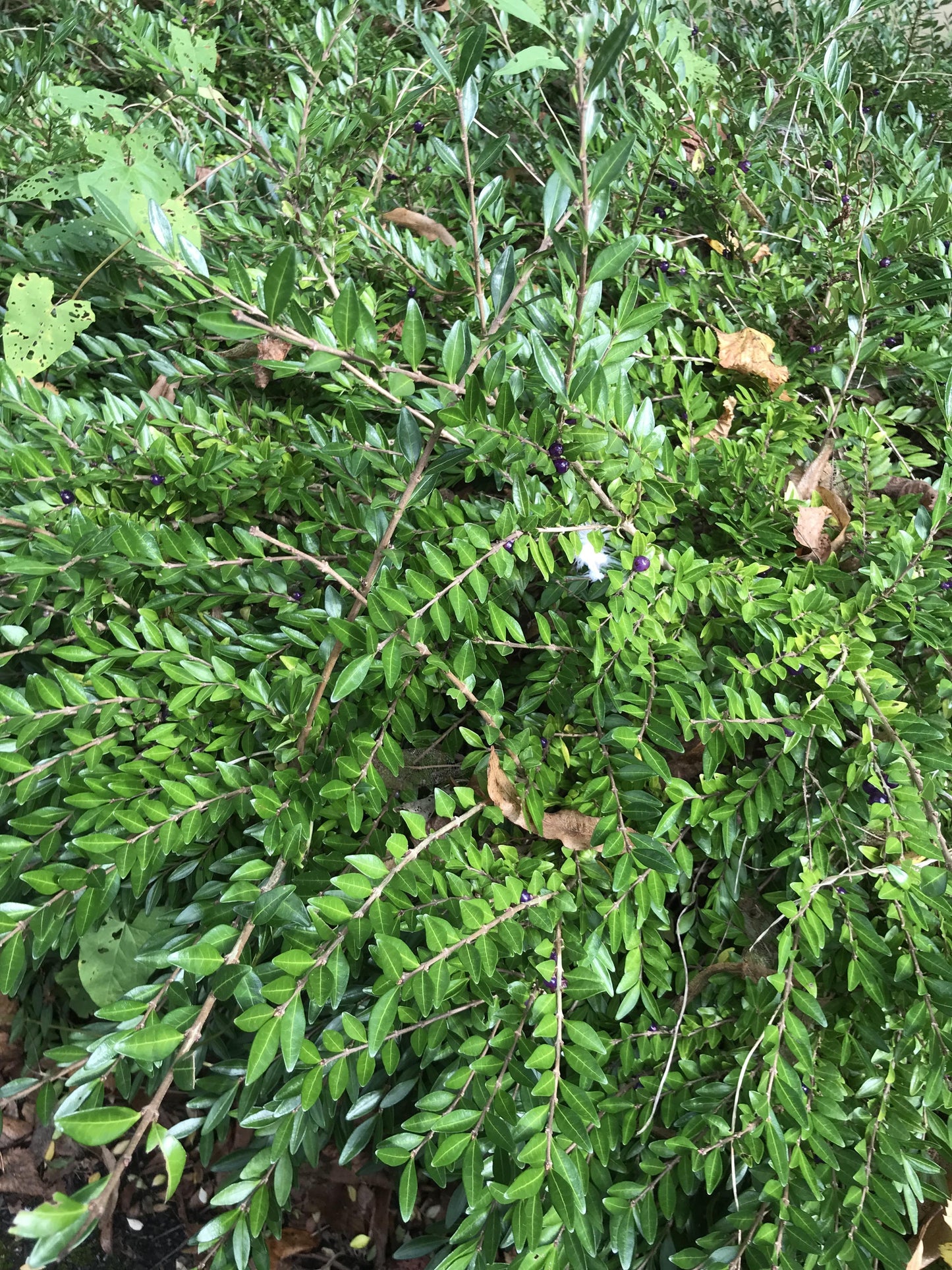 F98 Lonicera Nitida Purple Berries - View 25 from www redcrocus com