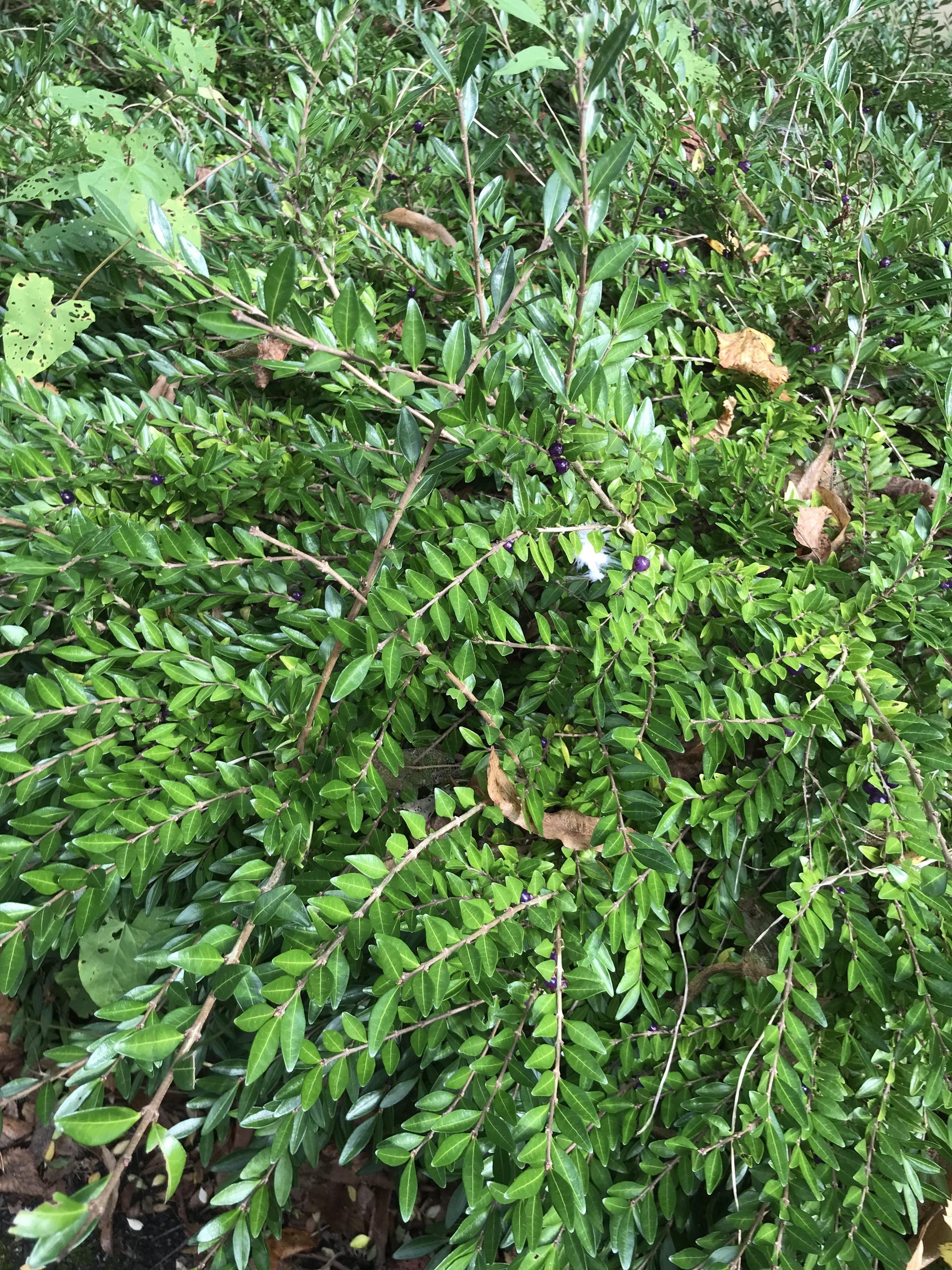 F98 Lonicera Nitida Purple Berries - View 25 from www redcrocus com