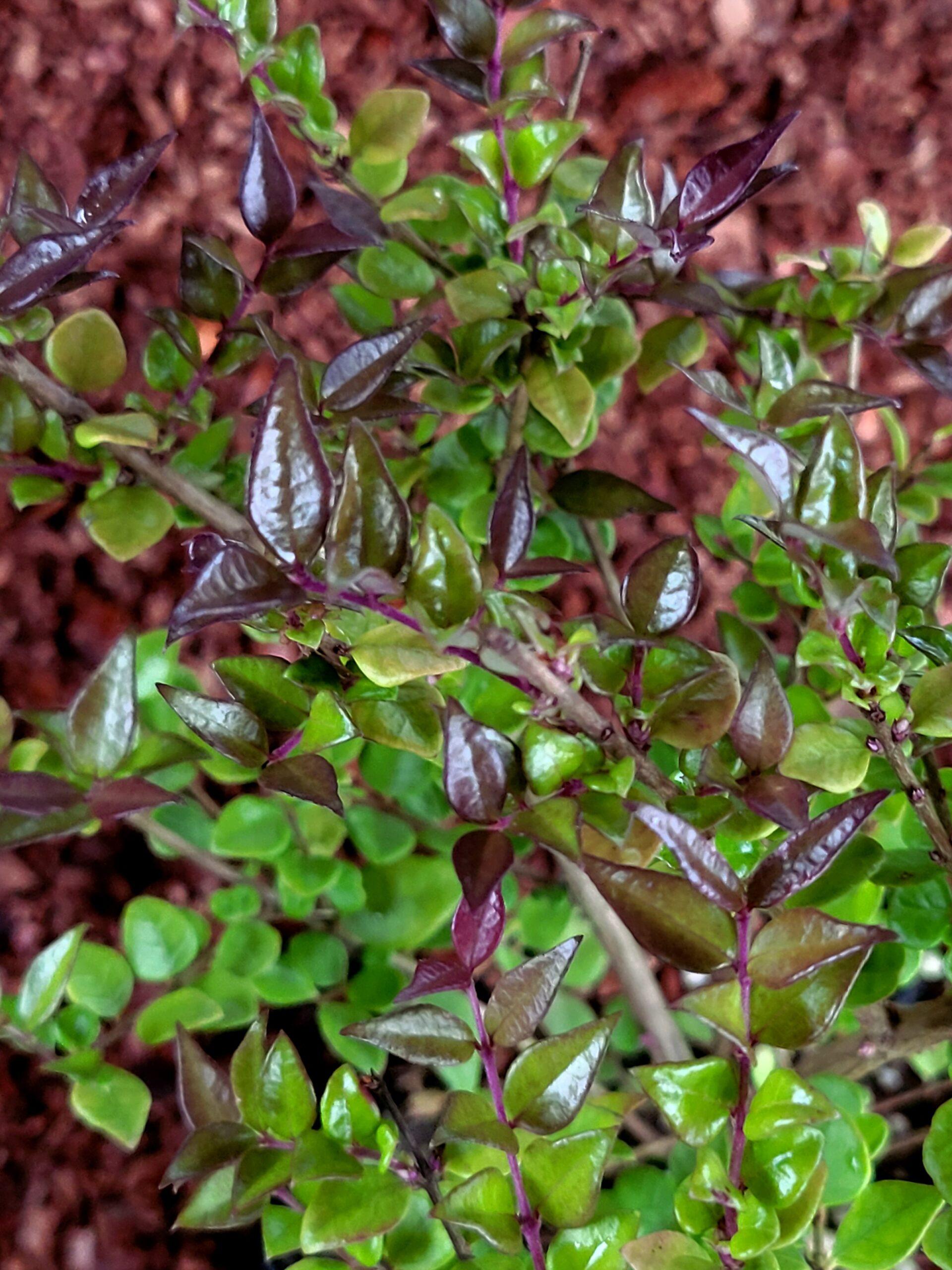 F98 Lonicera Nitida Purple Berries - View 26 from www redcrocus com
