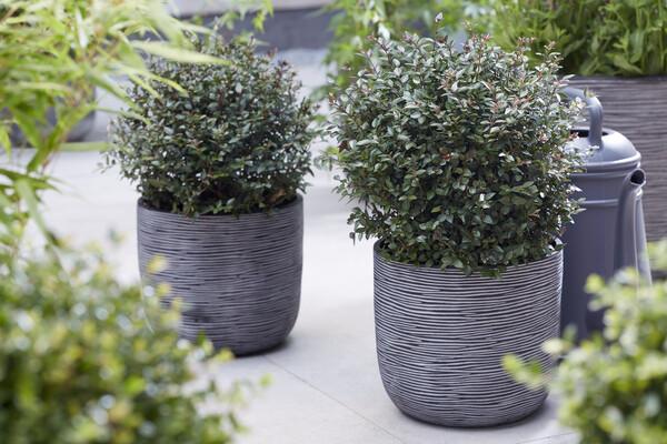 F98 Lonicera Nitida Purple Berries - View 27 from www redcrocus com