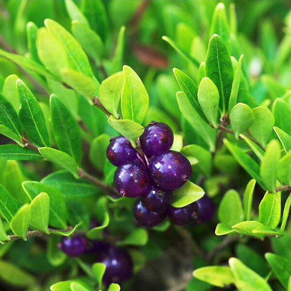 F98 Lonicera Nitida Purple Berries - View 28 from www redcrocus com