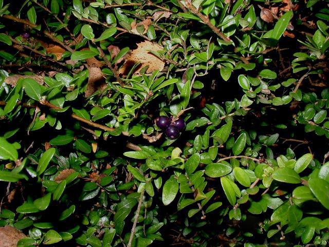 F98 Lonicera Nitida Purple Berries - View 29 from www redcrocus com