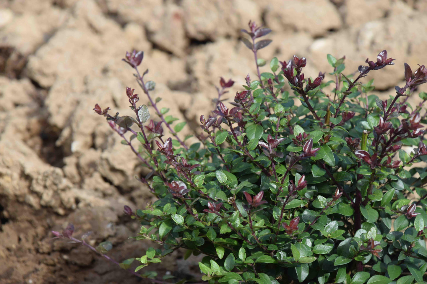 F98 Lonicera Nitida Purple Berries - View 2 from www redcrocus com