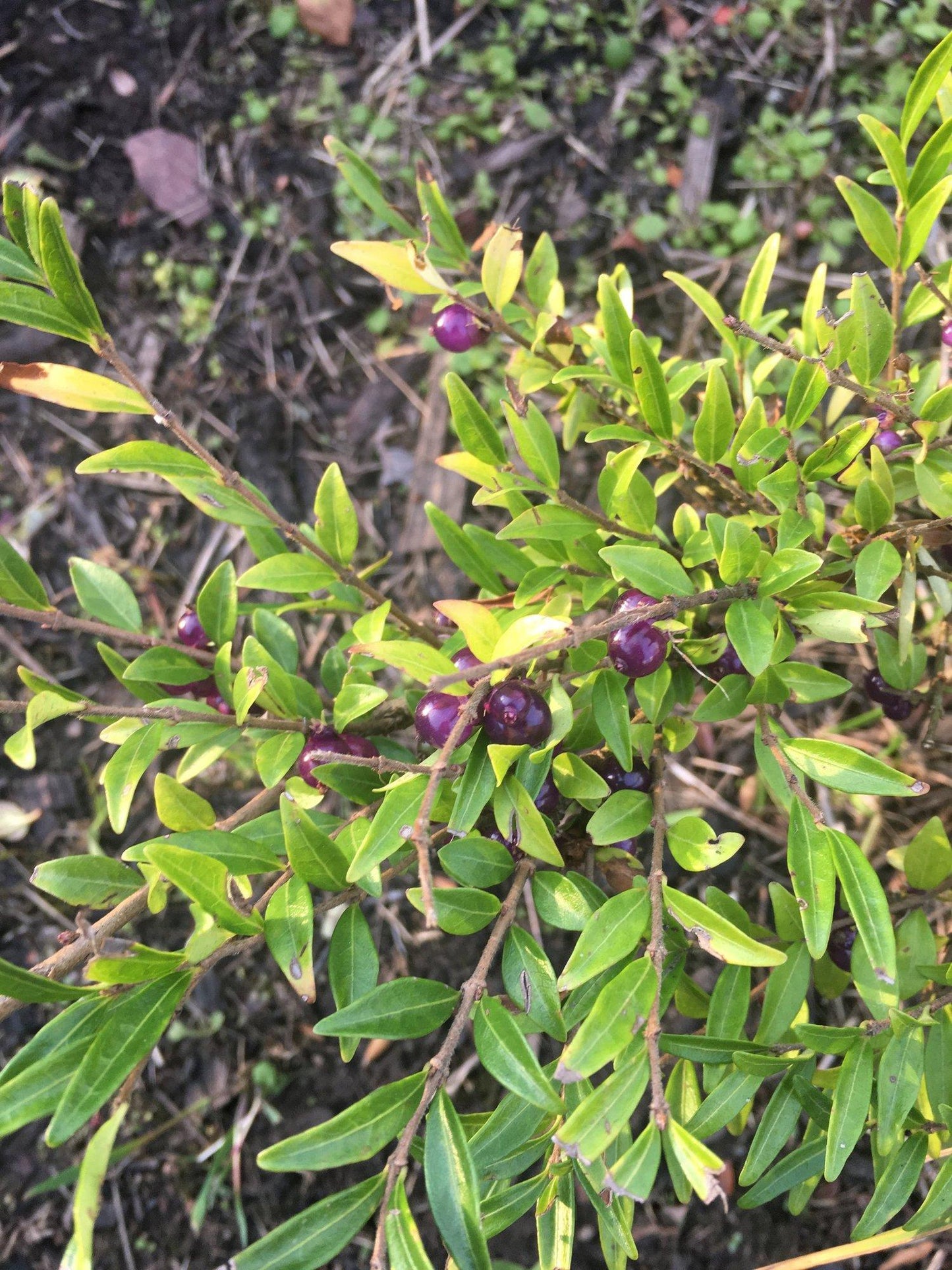 F98 Lonicera Nitida Purple Berries - View 30 from www redcrocus com