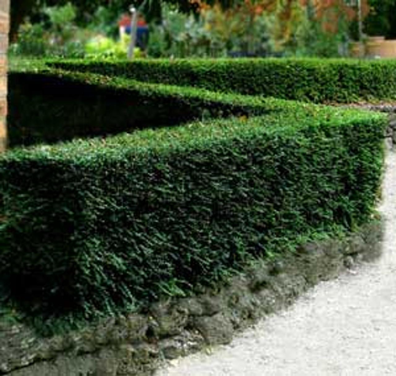 F98 Lonicera Nitida Purple Berries - View 32 from www redcrocus com