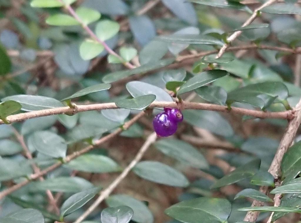 F98 Lonicera Nitida Purple Berries - View 4 from www redcrocus com