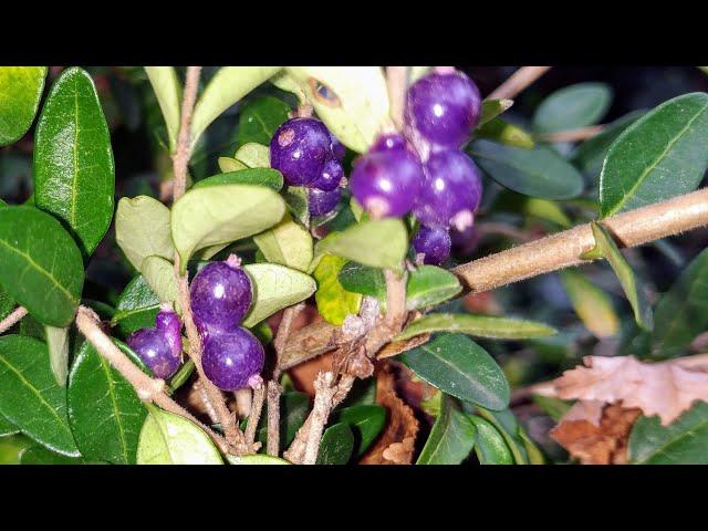 F98 Lonicera Nitida Purple Berries - View 5 from www redcrocus com