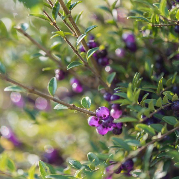 F98 Lonicera Nitida Purple Berries - View 6 from www redcrocus com