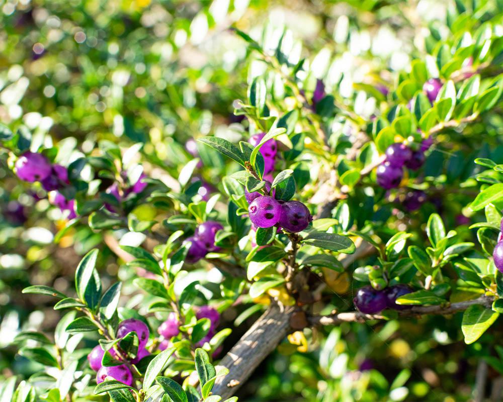 F98 Lonicera Nitida Purple Berries - View 7 from www redcrocus com