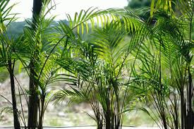 RedCrocus Areca Palm Dypsis Lutescens Indoor Outdoor Tropical Plant - Bright Foliage, Pet Friendly, Container Ready  12" Pot