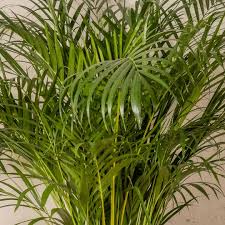 RedCrocus Areca Palm Dypsis Lutescens Indoor Outdoor Tropical Plant - Bright Foliage, Pet Friendly, Container Ready  12" Pot